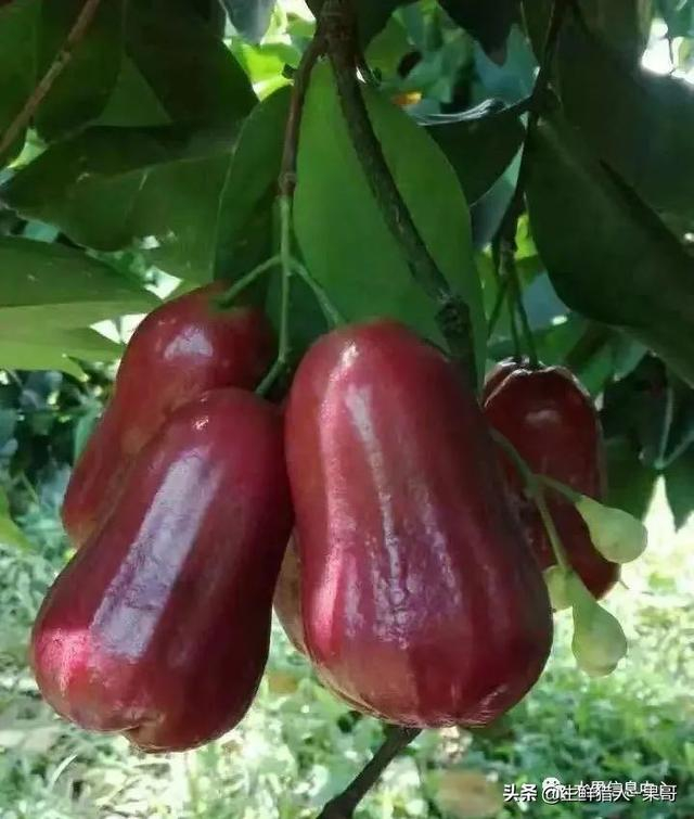 丰田酷路泽黑金刚价格 丰田兰德酷路泽2024款落地价是多少