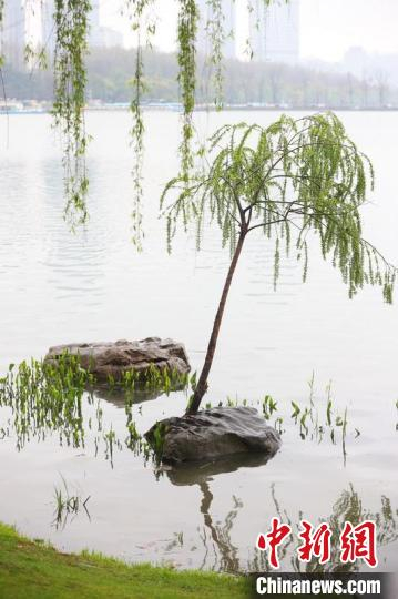 柳树很“坚强”，石头上生长。　泱波 摄