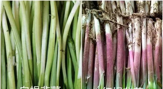 同样是韭菜,“宽叶”和“窄叶”有什么区别?弄懂了再买不吃亏