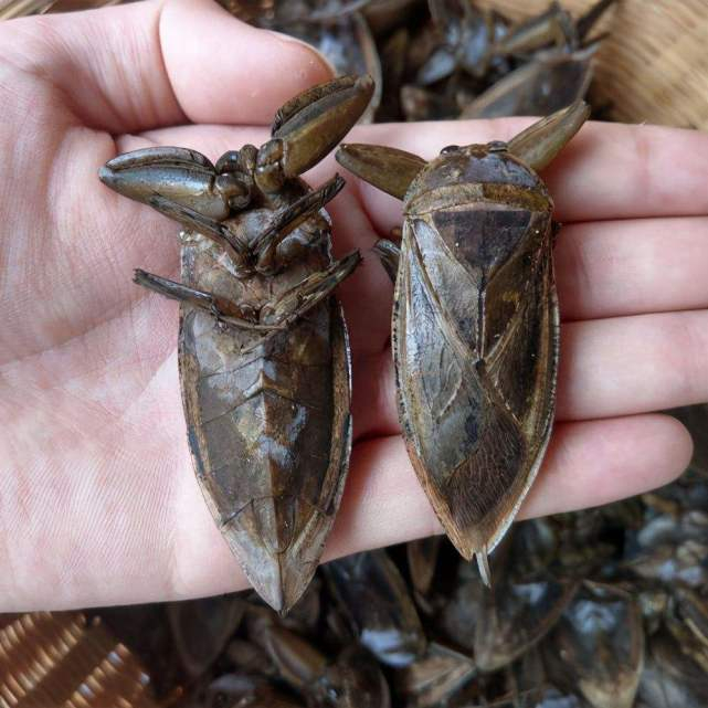 盘点自然界中15种巨型昆虫！