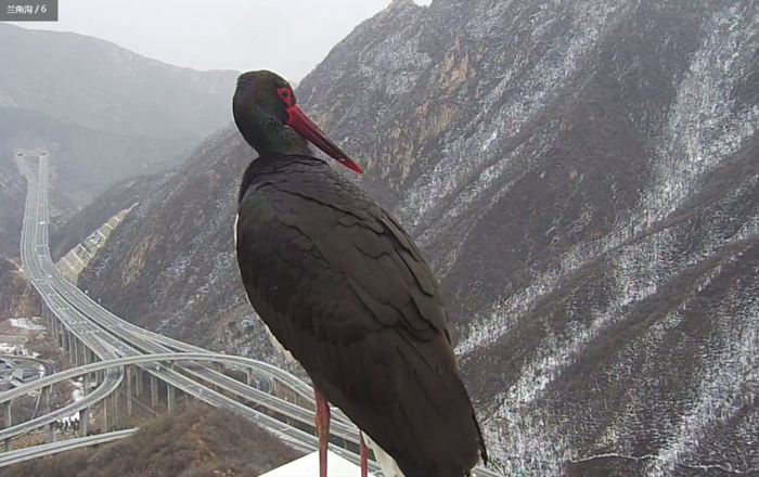 （松山国家级自然保护区管理处供图）