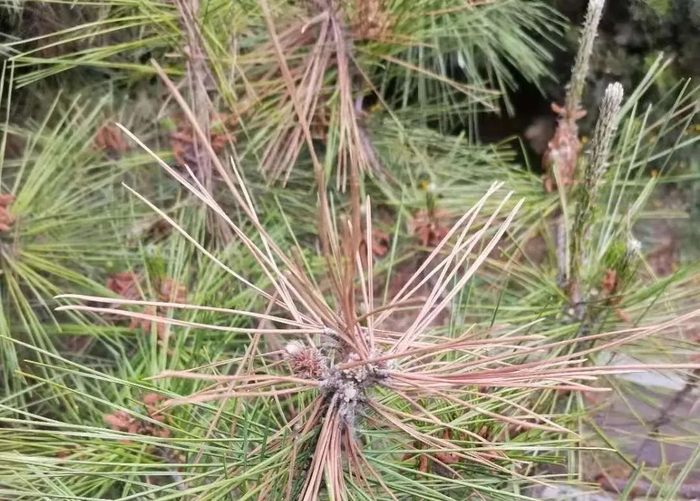 黑松病虫害防治技术-黑松蛀干害虫防治技术-黑松主要有哪些病虫害