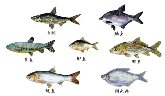 黄河每天冲鱼入海,大部分淡水鱼在海中活不了,它们都去哪里了?