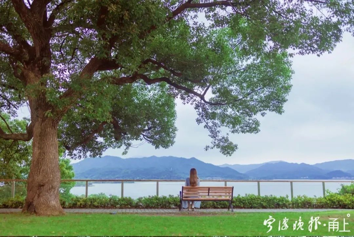 宁波院士中心旁的网红树 旅友“Lynncool”/图