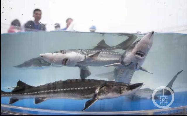 ▲鱼类活化石中华鲟。图片来源/受访者供图