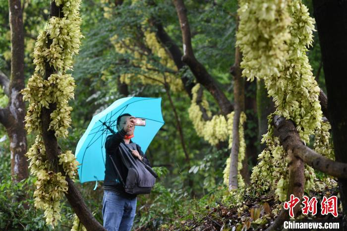 3月28日，天鹿湖森林公园禾雀花开，吸引游客赏花拍照。陈楚红 摄