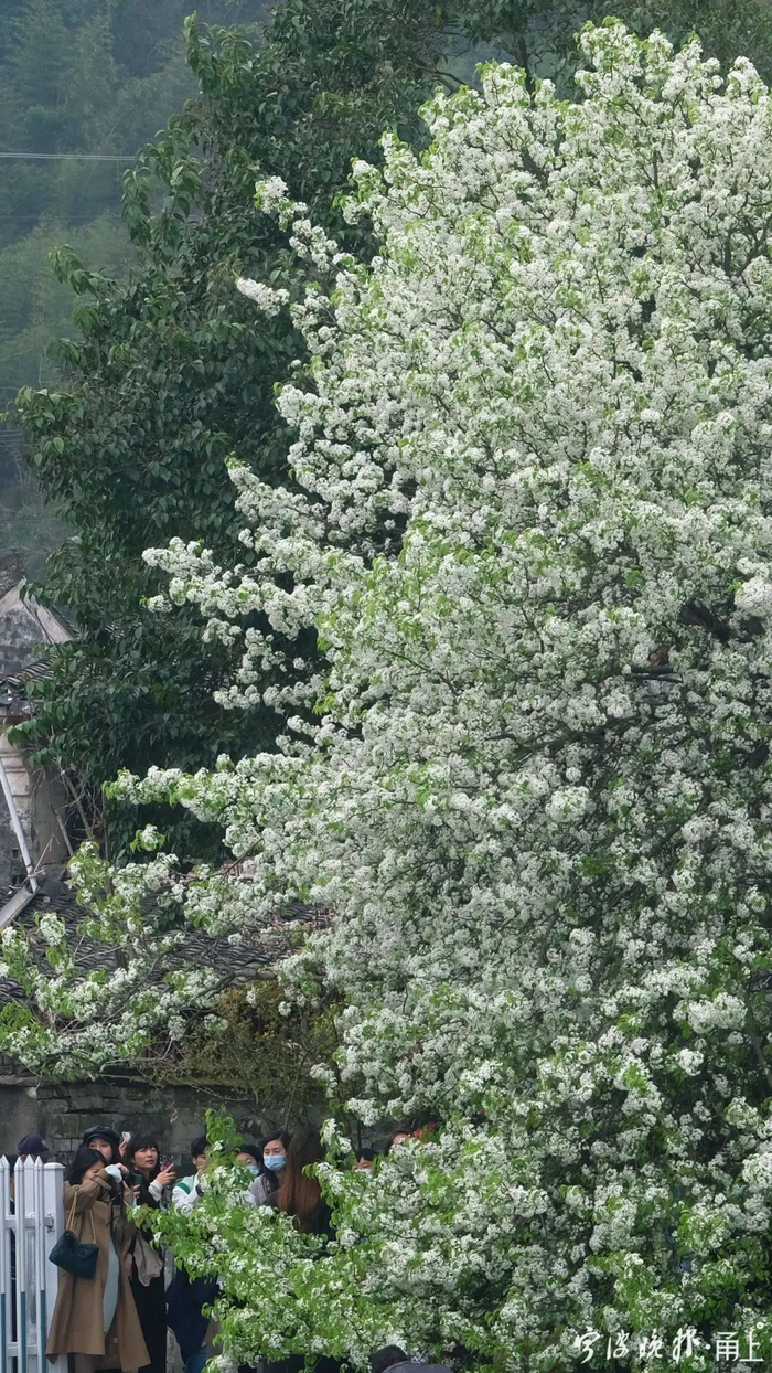 东钱湖畔的网红桃梨树 记者 胡龙召/摄