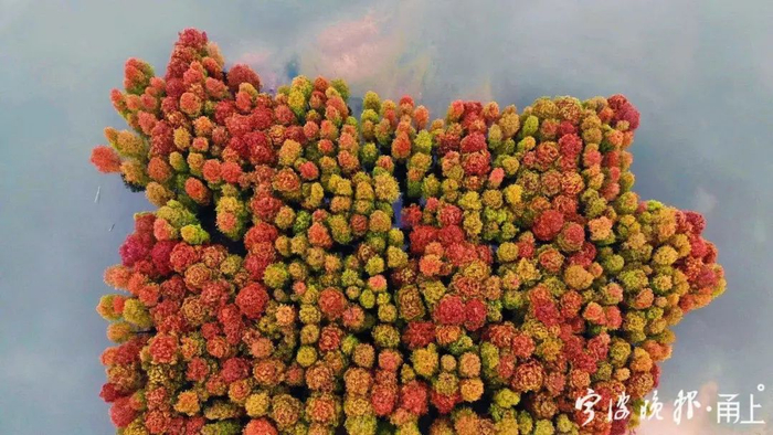 四明湖池杉林 记者 鲁威/摄