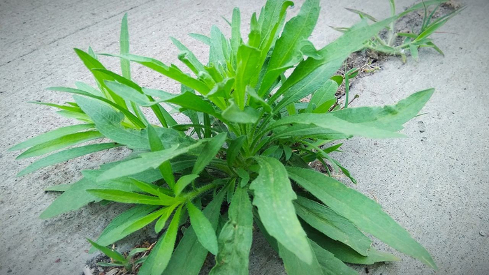 农村不起眼的小蓬草,全株可以入药,懂的人常常拔回家煮水喝