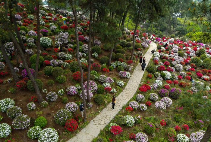 近日，在重庆市南岸区放牛村南山杜鹃园内，杜鹃花盛开，吸引不少游客赏花踏春。崔景印 摄