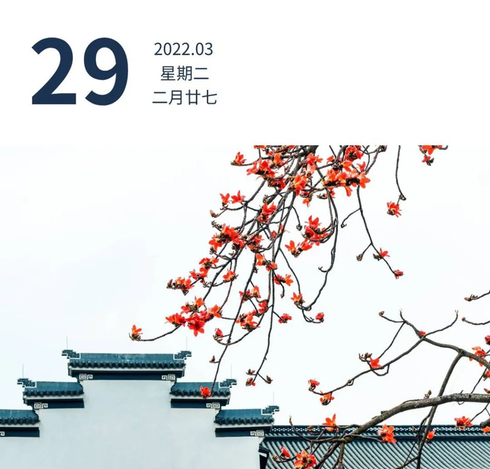 佛山南海平洲玉器街翠宝园，木棉花开满枝头。7c拍影 摄