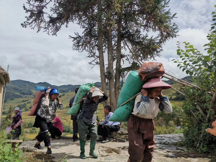 缺乏机械化的云南元阳梯田上，人们仍旧进行着艰辛的劳作。新京报记者 周怀宗 摄
