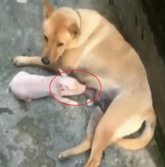 狗狗从猪圈中叼出小猪,主人本想揍它一顿,却被随后这幕动容__财经头条