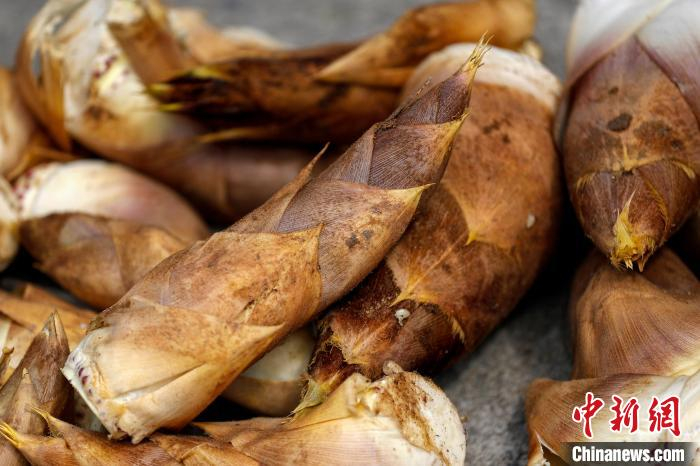 村民采挖出的春笋。　施亚磊 摄