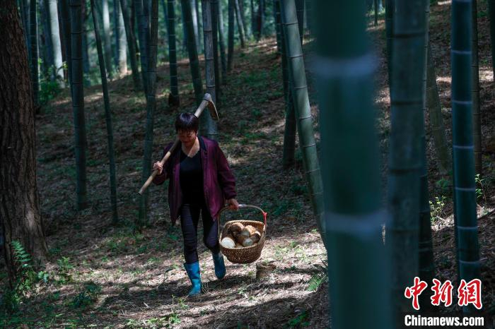 安徽省黄山市歙县徽城镇问政村村民郑德先拎着春笋返家。　施亚磊 摄