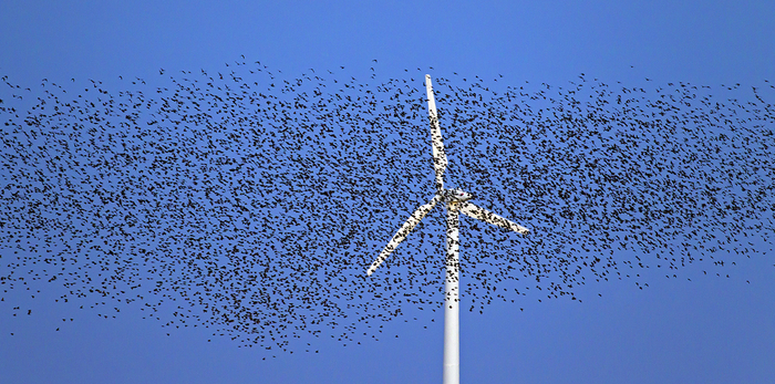 &nbsp;鸟群飞过风力涡轮机