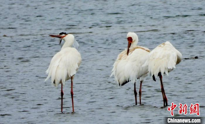 白鹤在河北省唐山市迁西县滦河湿地栖息 。　王文军 摄