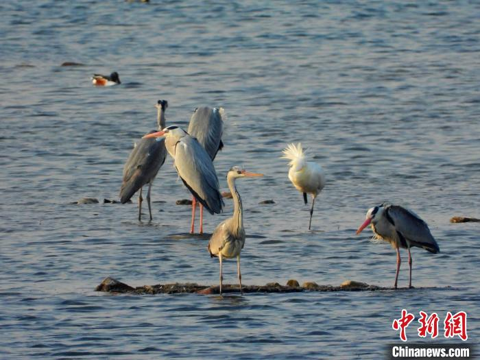 众多飞鸟在河北省唐山市迁西县滦河湿地栖息 。　刘凤举 　摄