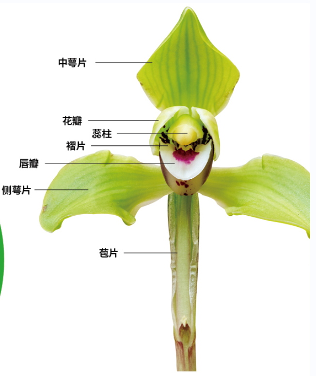 眼下兰花开得正艳,野生兰花却濒危!谁是植物界的大熊猫——春兰的救星?|春兰|兰花|蜜蜂_新浪新闻