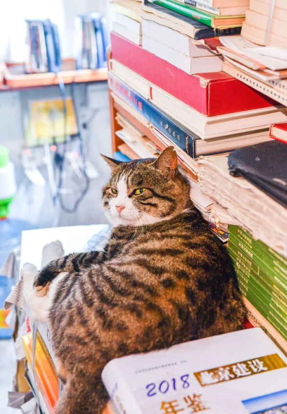 正阳书局有只网红猫。