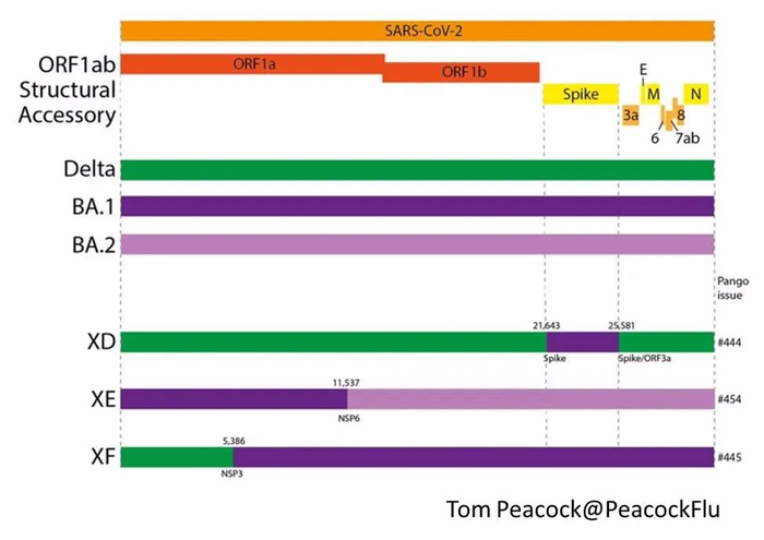 基因组图解：XD、XE、XF三种变体如何进行毒株重组。图源英国卫生安全局