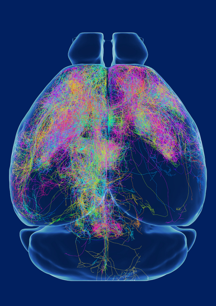 Nature Neurosci重磅封面：严军/徐宁龙/龚辉联合等发布小鼠前额叶单神经元投射图谱|华中科技大学