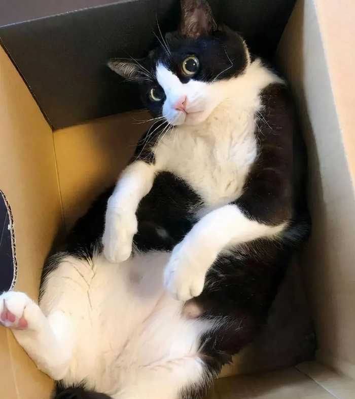 猫界最“乖巧听话”的七种猫咪,第一只就很好养
