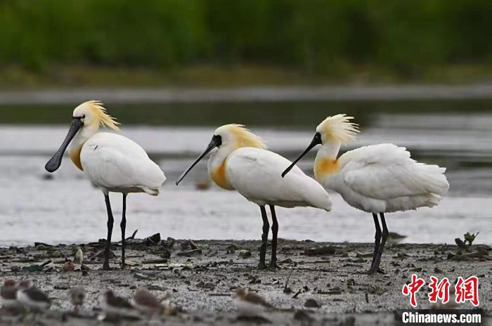 黑脸琵鹭现身浙江温岭箬横 陈夏富 摄