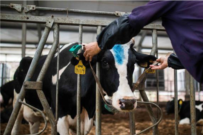 数智化的“牛脖环”