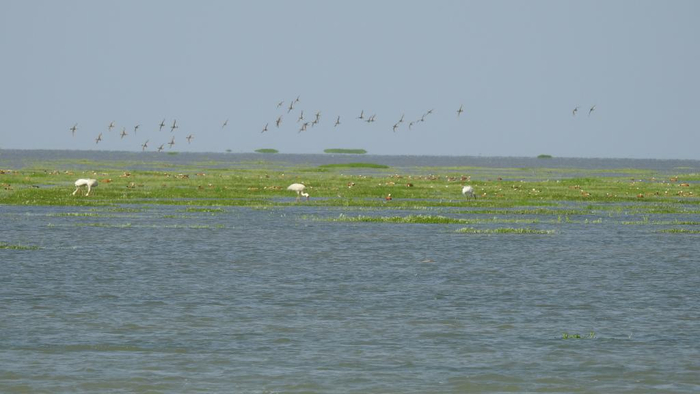 　　鄱阳湖草洲水草丰美，候鸟“流连忘返”。新华社发（邱晓燕 摄）