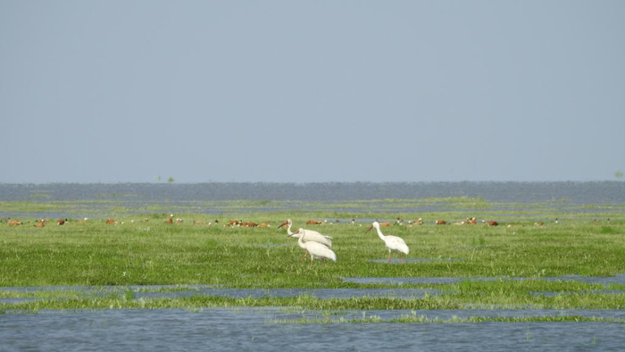 　　鄱阳湖草洲水草丰美，候鸟“流连忘返”。新华社发（邱晓燕 摄）