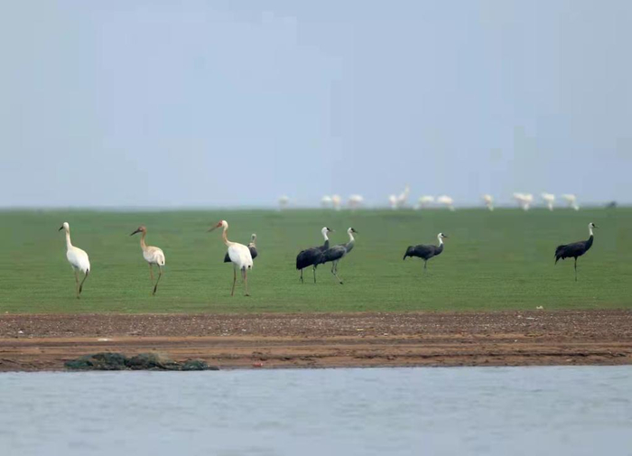 　　鄱阳湖草洲水草丰美，候鸟“流连忘返”。新华社发（邱晓燕 摄）