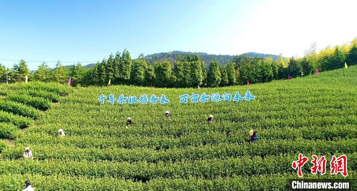 浙江天台石梁镇茶园风光。 余丹华 摄