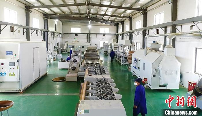 茶叶加工车间。 余丹华 摄