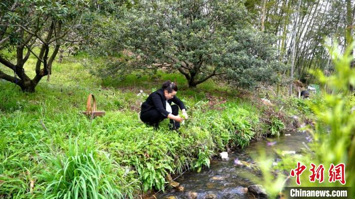 村民采摘艾草。　庄源 　摄