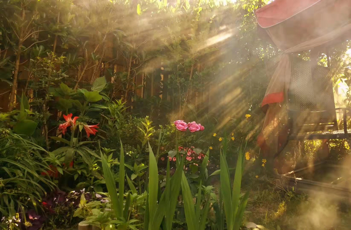 中医师明澄的花园、菜田   明澄 图