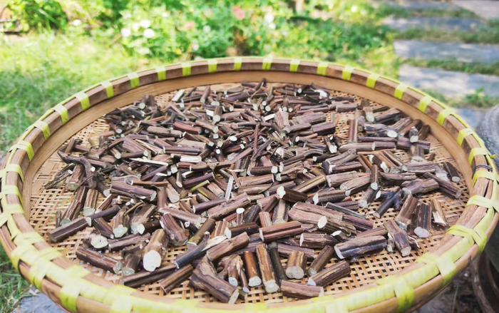 晒干的紫苏杆 明澄 图