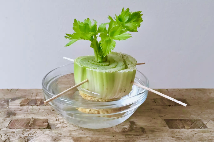 水培芹菜  allrecipe 图