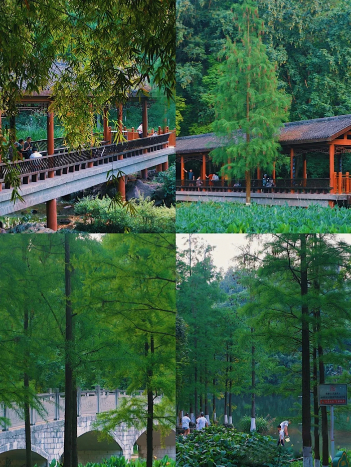 ▲景色旖旎的彩云湖国家湿地公园