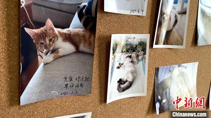 宠物主人留下的照片，其中有一张图片上写着“元宝，对不起，等你回家”。　孙婷婷 摄