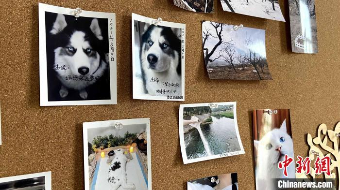 宠物主人留下的照片，其中有一张图片上写着“杰瑞，妈妈永远爱你”。　孙婷婷 摄