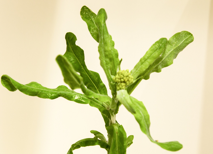 鼠麴草 图 东方ic