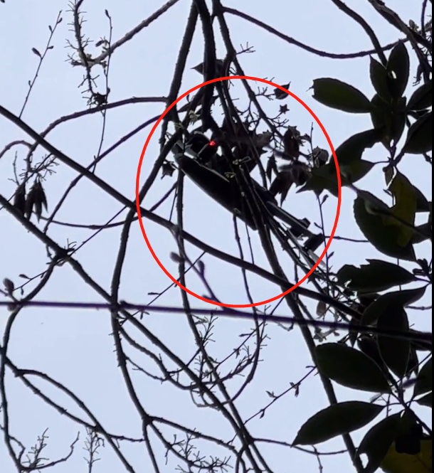 林先生无人机挂在树上，据其称施救费花了1000多元 （受访者供图）