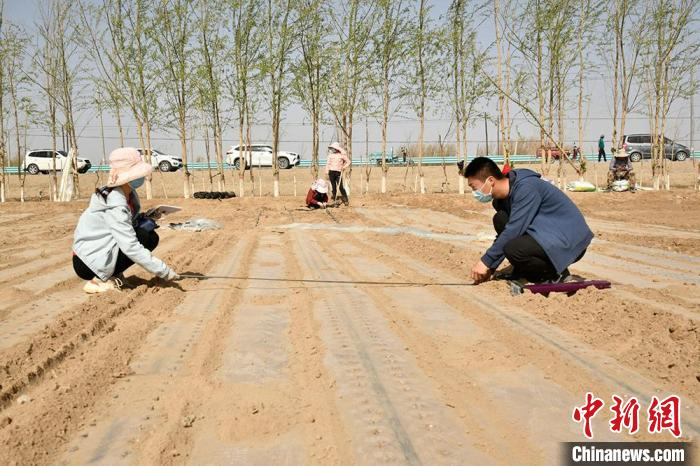 测量行间距。　李芸 摄