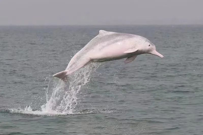 生活在三娘湾的中华白海豚（赵一/摄）