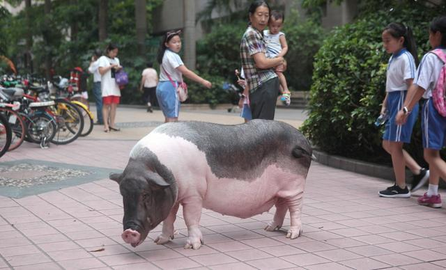 姑娘买的宠物猪长成300斤的胖胖猪，现自己乘电梯开门回家|宠物猪|宠物|体重_新浪新闻
