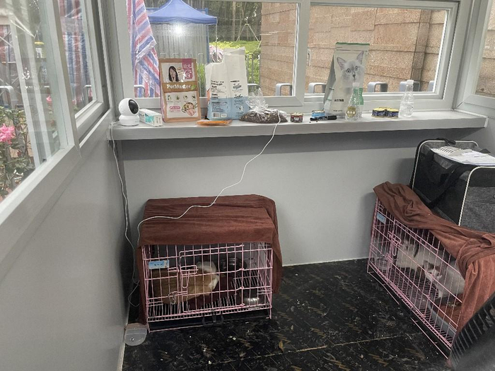 　接收来的宠物被安置在爱心宠物驿站。受访者供图