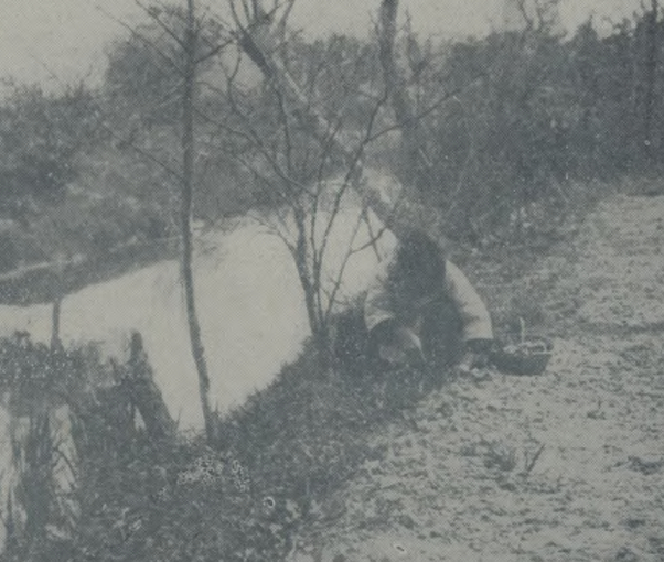 岑衡庆摄影作品《清明时节掘野菜》（局部，1931年《文华影展》）