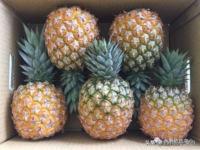 凤梨和菠萝的区别 凤梨是什么季节的水果