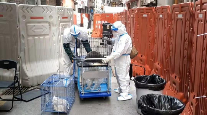 　深圳福田上沙社区塘晏村，医生志愿者们正在将宠物送往安置点。受访者供图